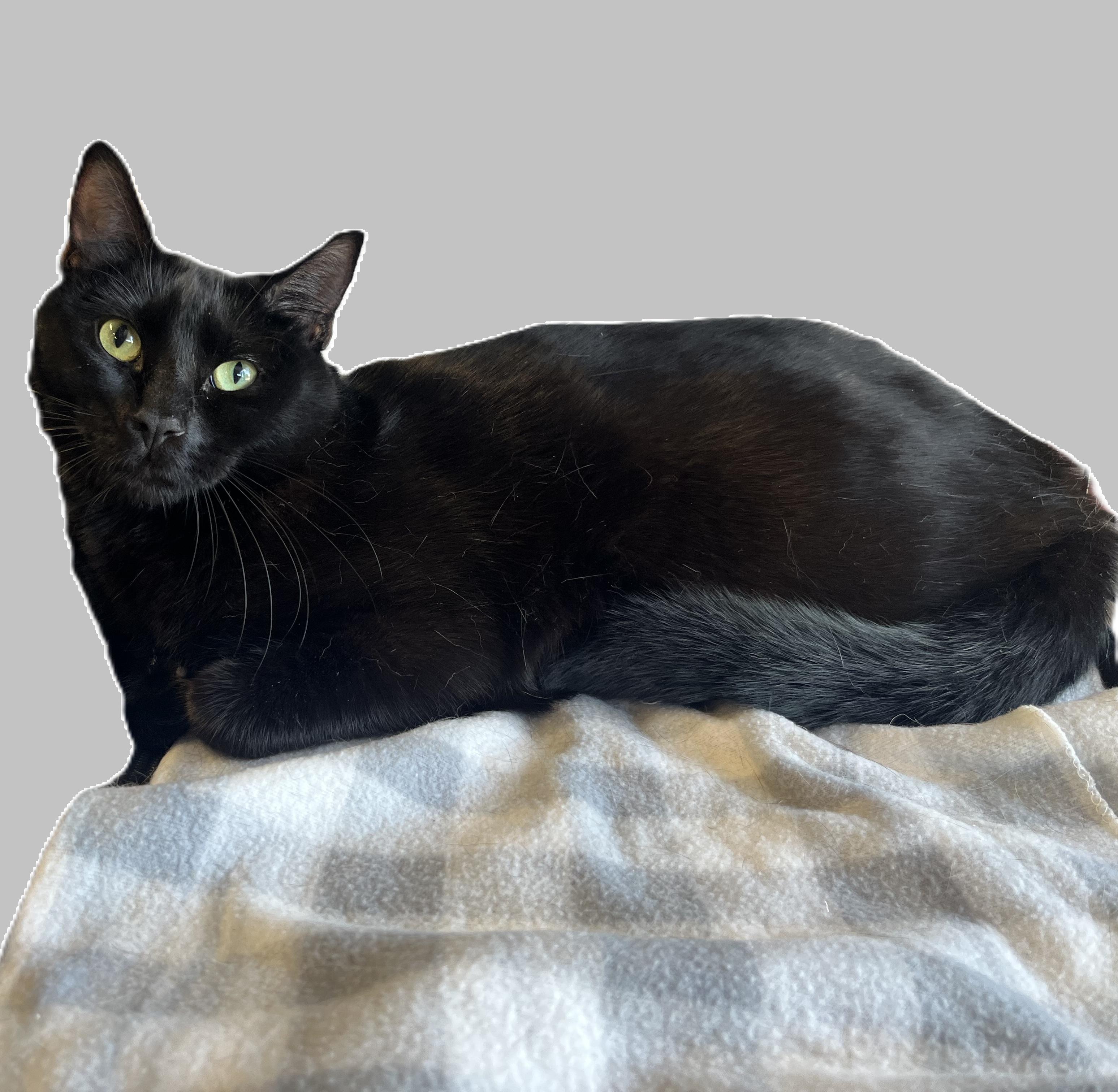Lava Cake, a ADOPTABLE Domestic Medium Hair in South San Francisco, CA image 5/5