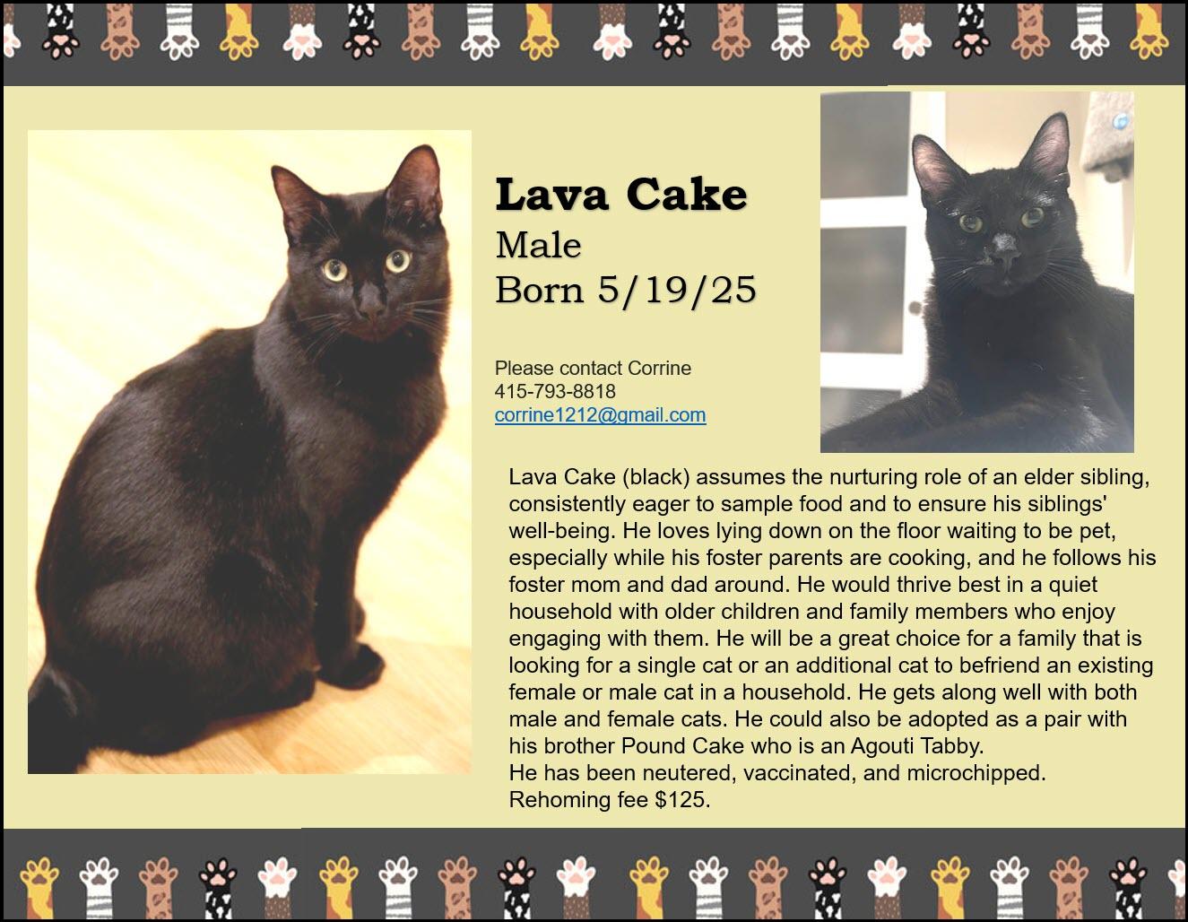 Enlarge Lava Cake, a ADOPTABLE Domestic Medium Hair in South San Francisco, CA image 4/6