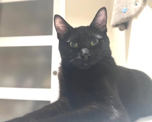 Enlarge Lava Cake, a ADOPTABLE Domestic Medium Hair in South San Francisco, CA image 2/6