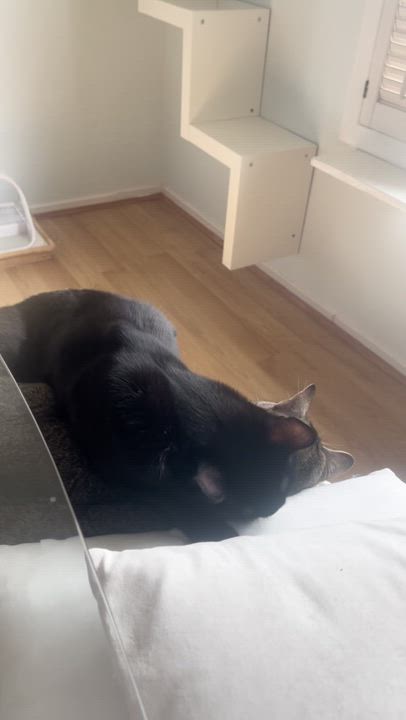Enlarge Lava Cake, a ADOPTABLE Domestic Medium Hair in South San Francisco, CA video 4/5