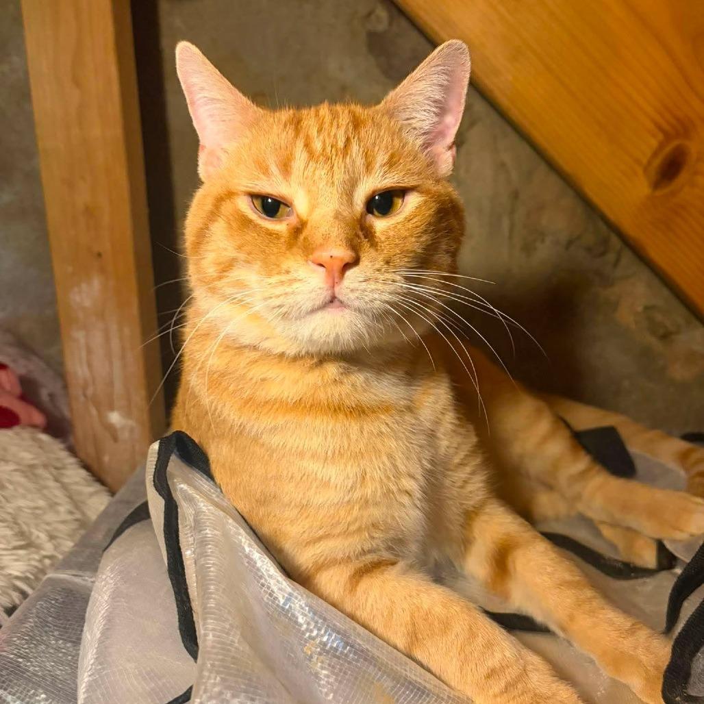Enlarge Arnold, a Adoptable Domestic Short Hair in Philadelphia, PA image 1/2