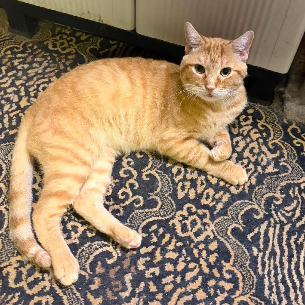 Enlarge Arnold, a Adoptable Domestic Short Hair in Philadelphia, PA image 2/2