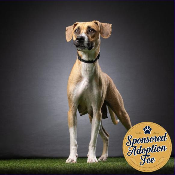 Merry, Adoptable, Adult Female Foxhound.