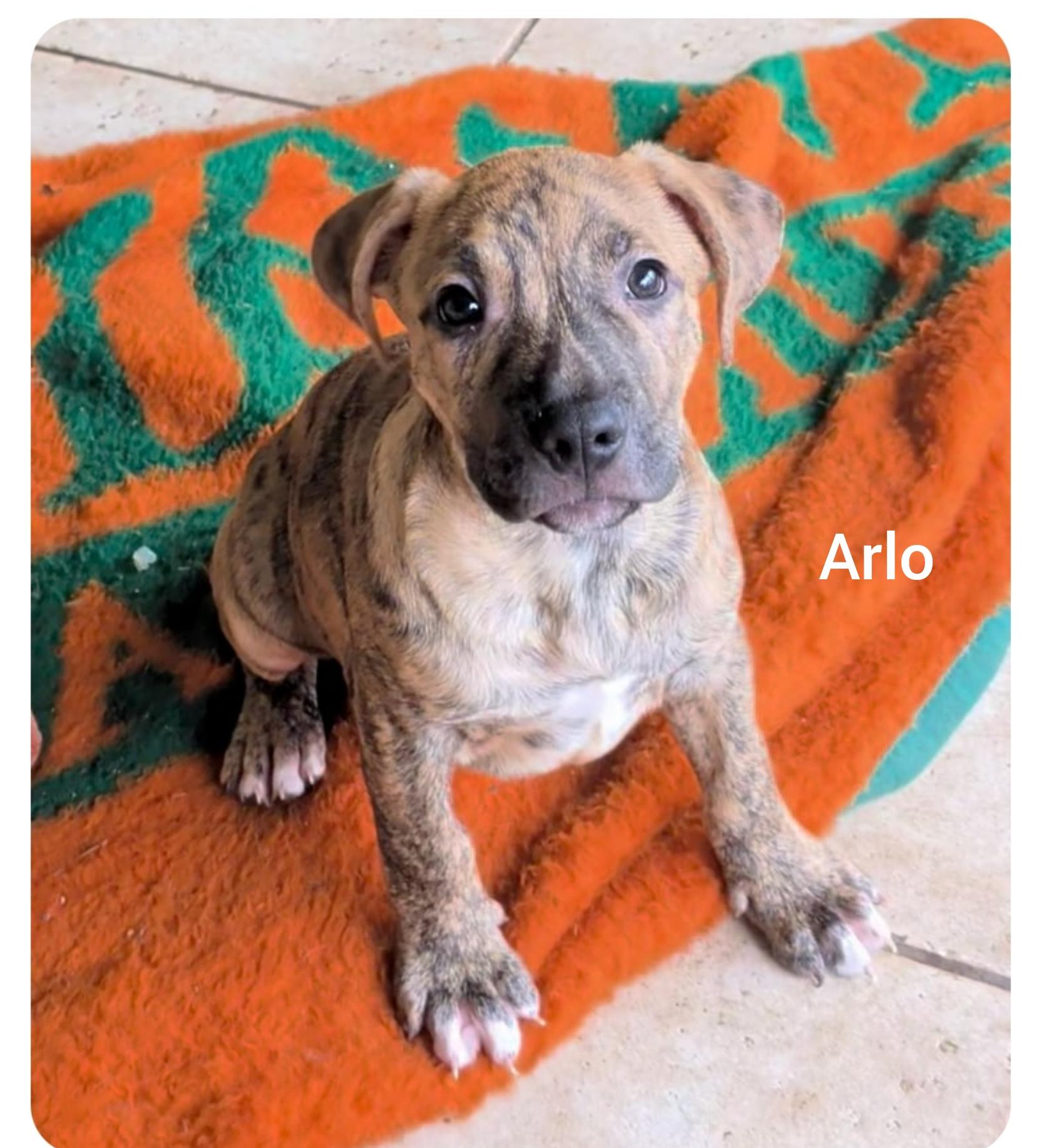 Arlo ( Come see us at Lake Eola on 10/26)