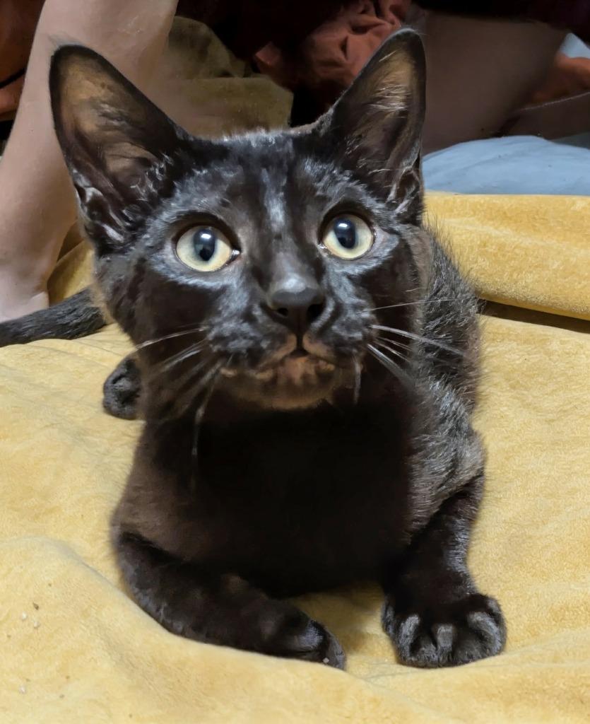 PUNKY, Adoptable, Kitten Male Domestic Short Hair.