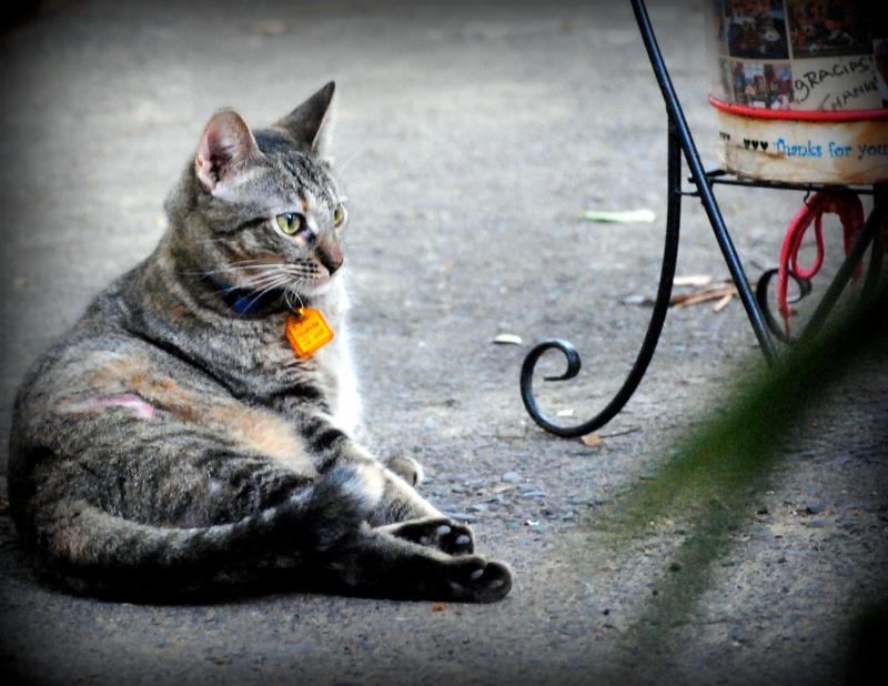 Almond, a Adopted Tabby in San Juan, PR image 1/2