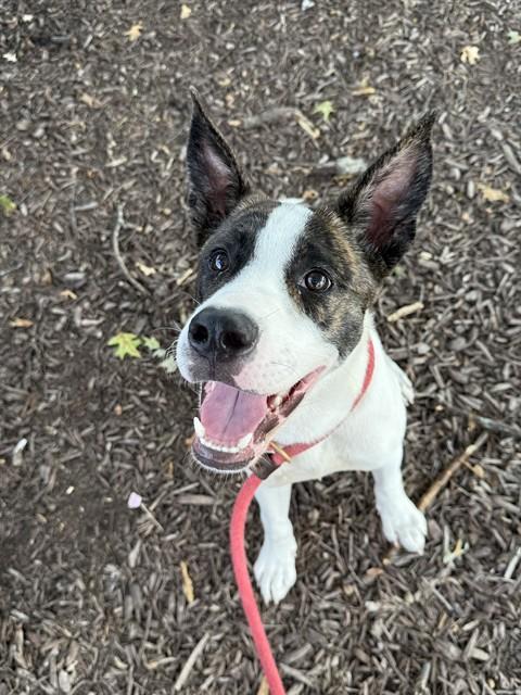 BERT, Adoptable, Young Male Pointer & Mixed Breed.