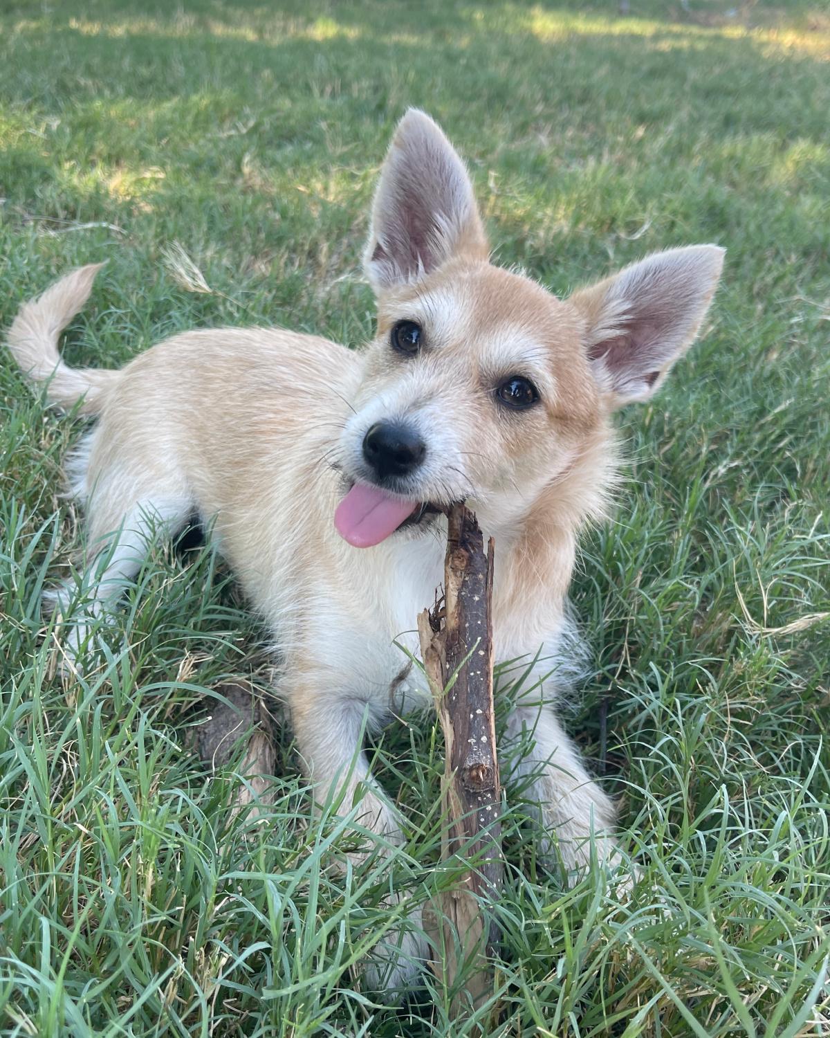 Enlarge Heather, a Adoptable mixed breed in Frisco, TX image 3/3