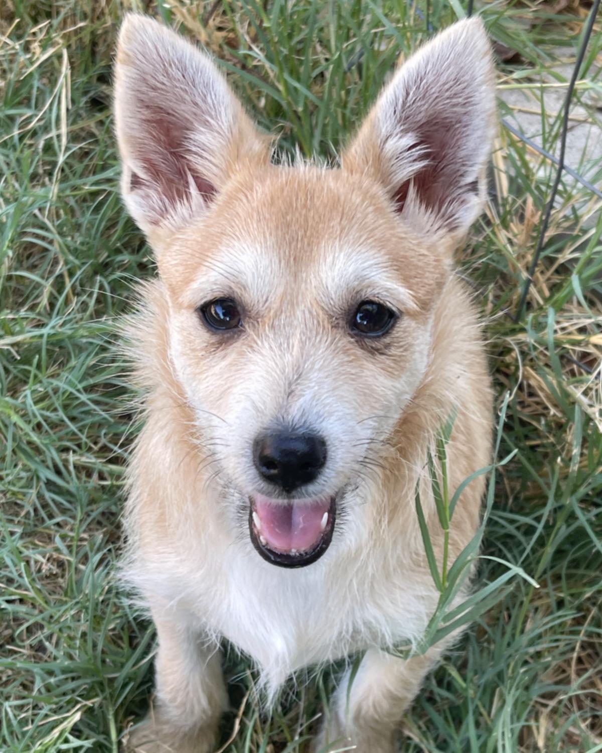 Heather, Adoptable, Puppy Female Terrier & Chihuahua.