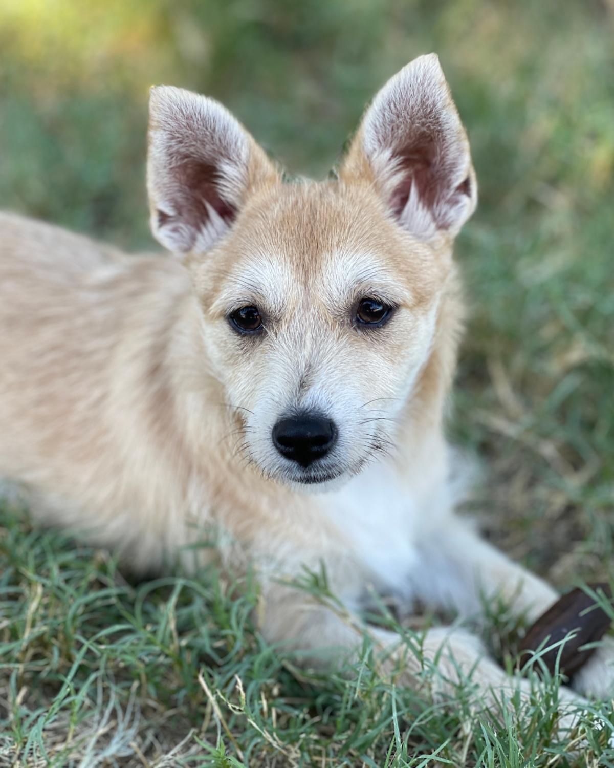 Enlarge Heather, a Adoptable mixed breed in Frisco, TX image 2/3