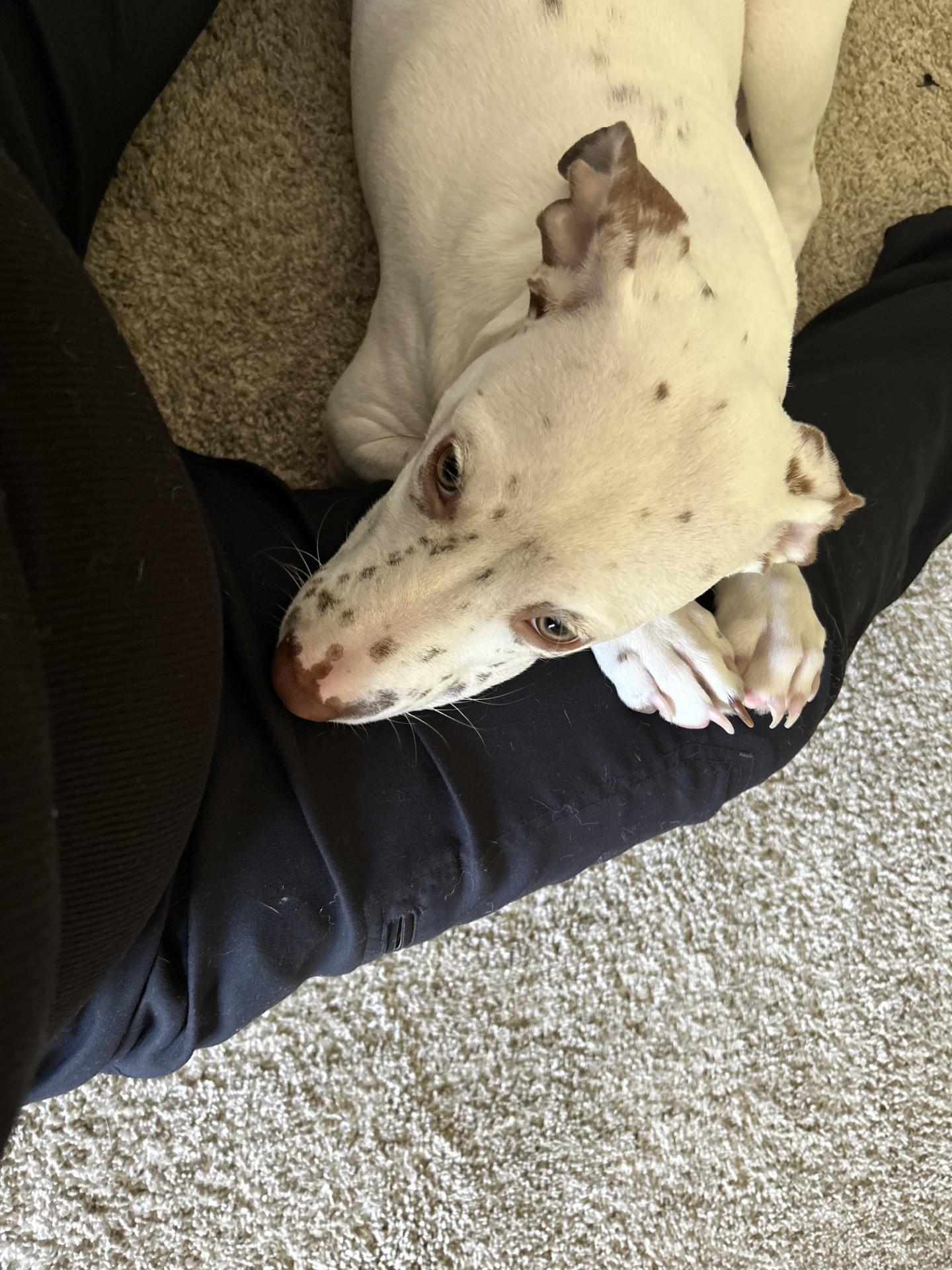 Doubtless Faith-Fayetteville, NC, a Adoptable mixed breed image 2/3