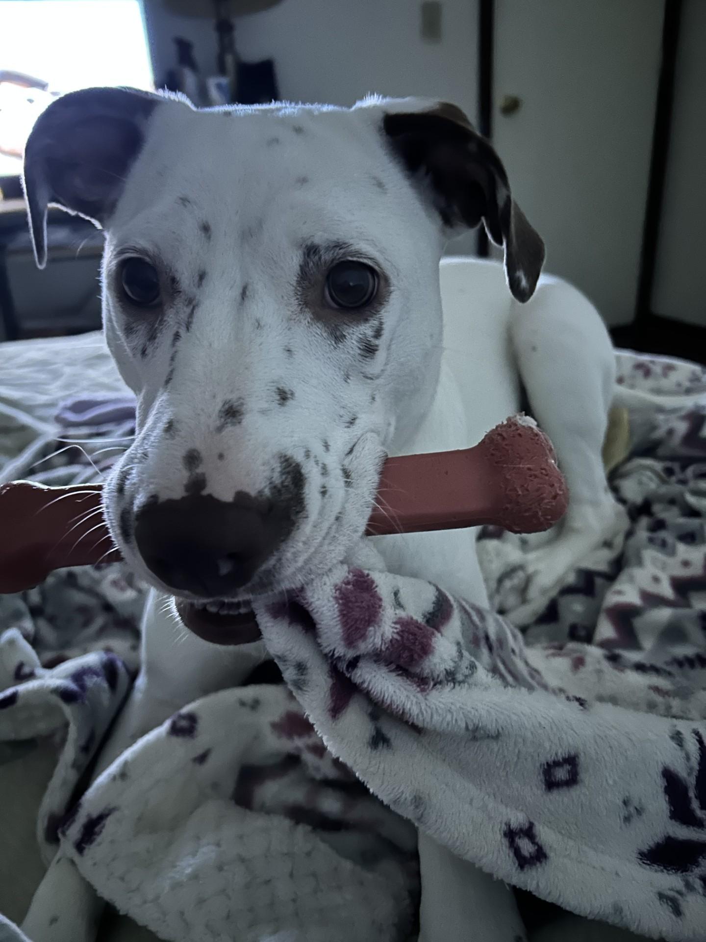 Doubtless Faith-Fayetteville, NC, Adoptable, Puppy Female Dalmatian & Greyhound.
