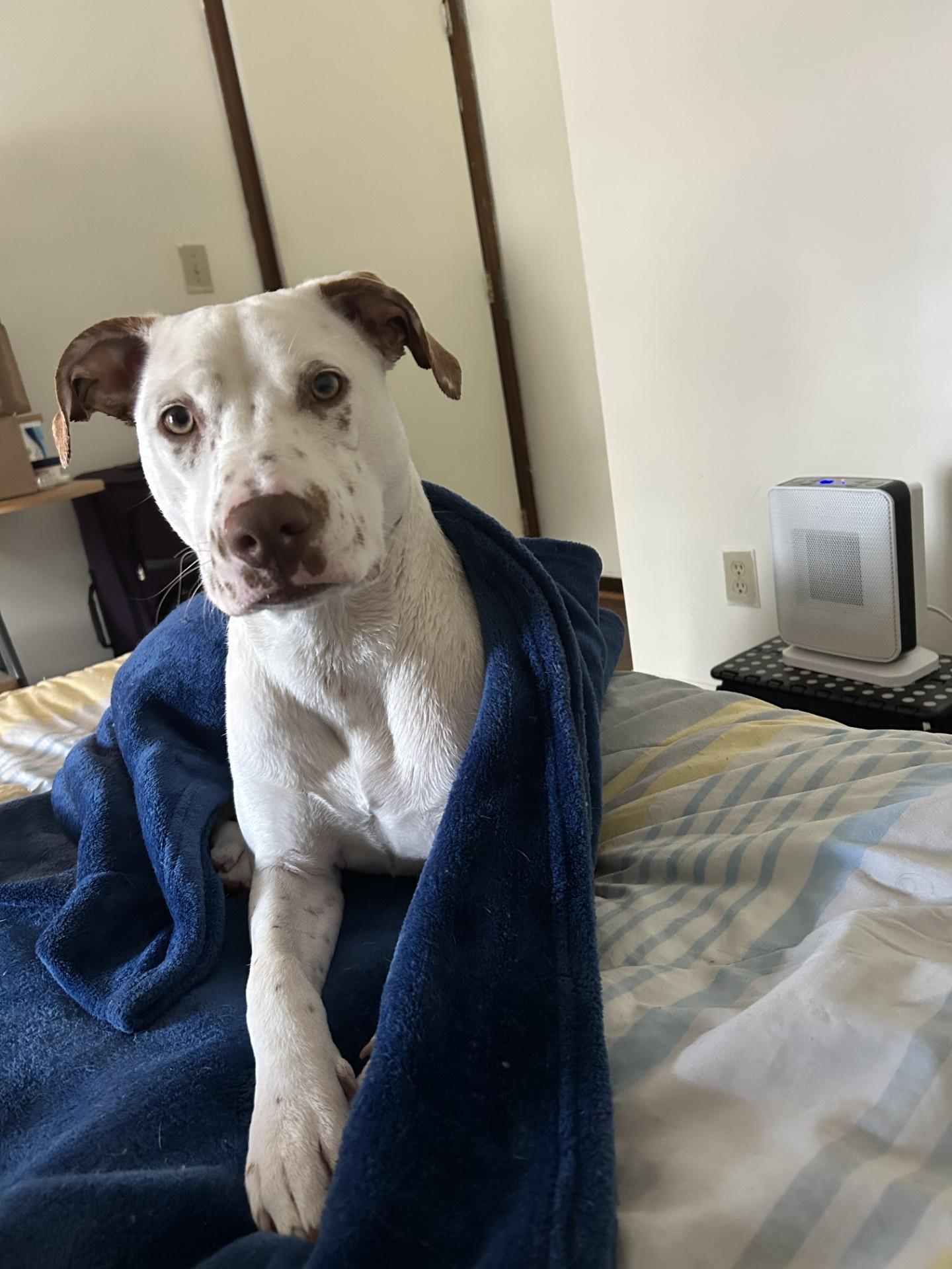 Enlarge Doubtless Faith-Fayetteville, NC, a Adoptable mixed breed in Fayetteville, NC image 3/5