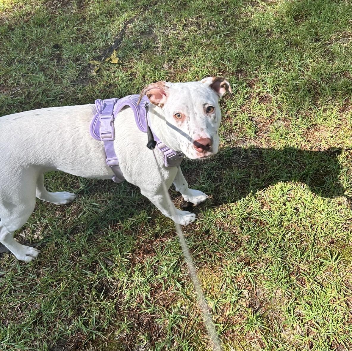 Doubtless Faith-Fayetteville, NC, a Adoptable mixed breed image 3/3