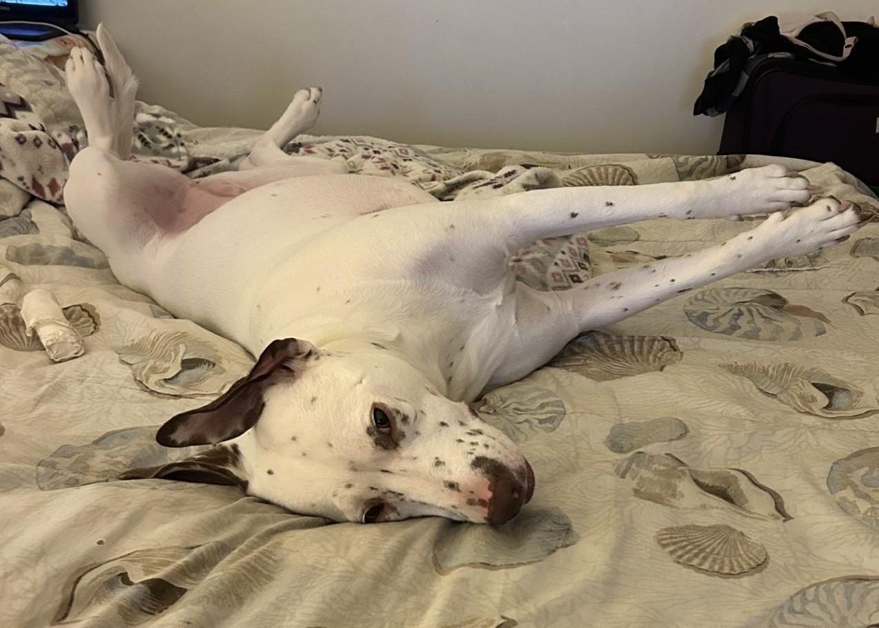 Enlarge Doubtless Faith-Fayetteville, NC, a Adoptable mixed breed in Fayetteville, NC image 2/5