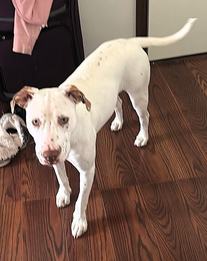 Enlarge Doubtless Faith-Fayetteville, NC, a Adoptable mixed breed in Fayetteville, NC image 5/5