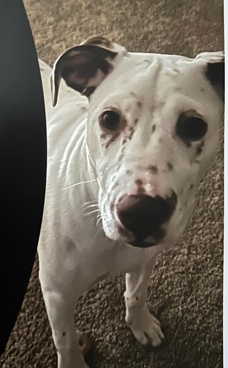 Enlarge Doubtless Faith-Fayetteville, NC, a Adoptable mixed breed in Fayetteville, NC image 4/5