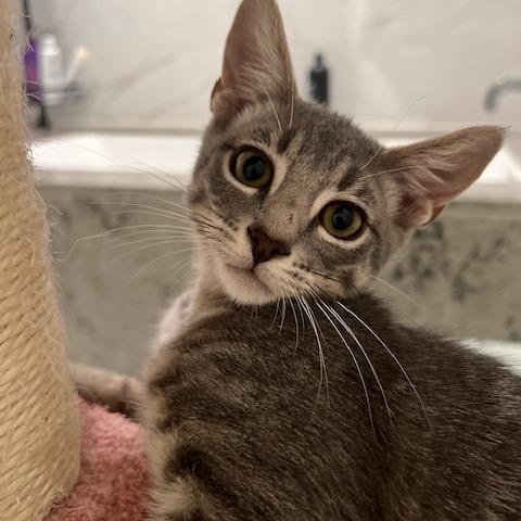 Enlarge Waffle (7 months) FOSTER TO ADOPT, a Adoptable Domestic Short Hair in Los Angeles, CA image 4/6