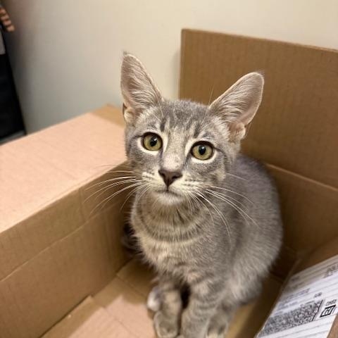 Enlarge Waffle (7 months) FOSTER TO ADOPT, a Adoptable Domestic Short Hair in Los Angeles, CA image 6/6