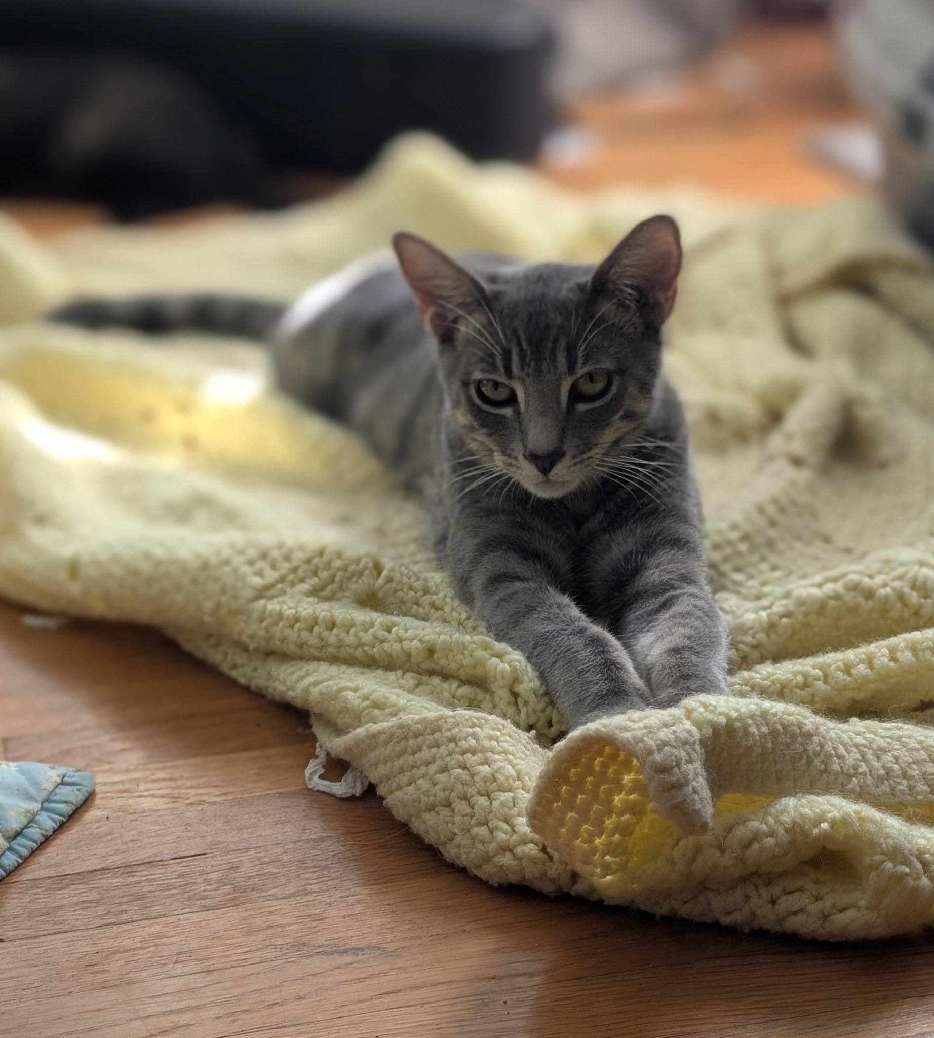 Enlarge Waffle (7 months) FOSTER TO ADOPT, a Adoptable Domestic Short Hair in Los Angeles, CA image 2/6