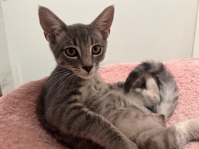 Enlarge Waffle (7 months) FOSTER TO ADOPT, a Adoptable Domestic Short Hair in Los Angeles, CA image 5/6