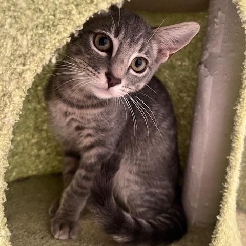 Enlarge Waffle (7 months) FOSTER TO ADOPT, a Adoptable Domestic Short Hair in Los Angeles, CA image 3/6