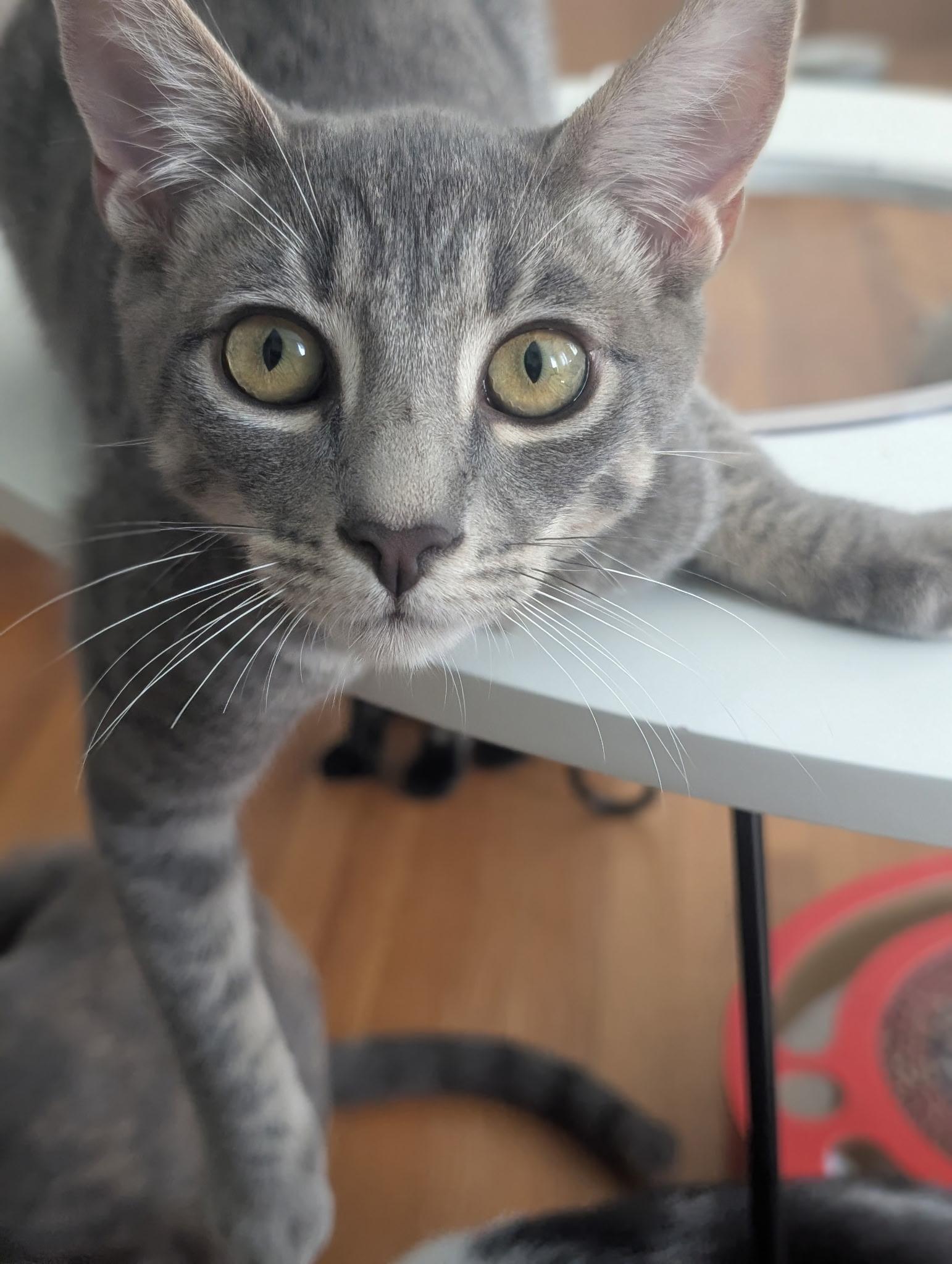 Enlarge Waffle (7 months) FOSTER TO ADOPT, a Adoptable Domestic Short Hair in Los Angeles, CA image 1/6