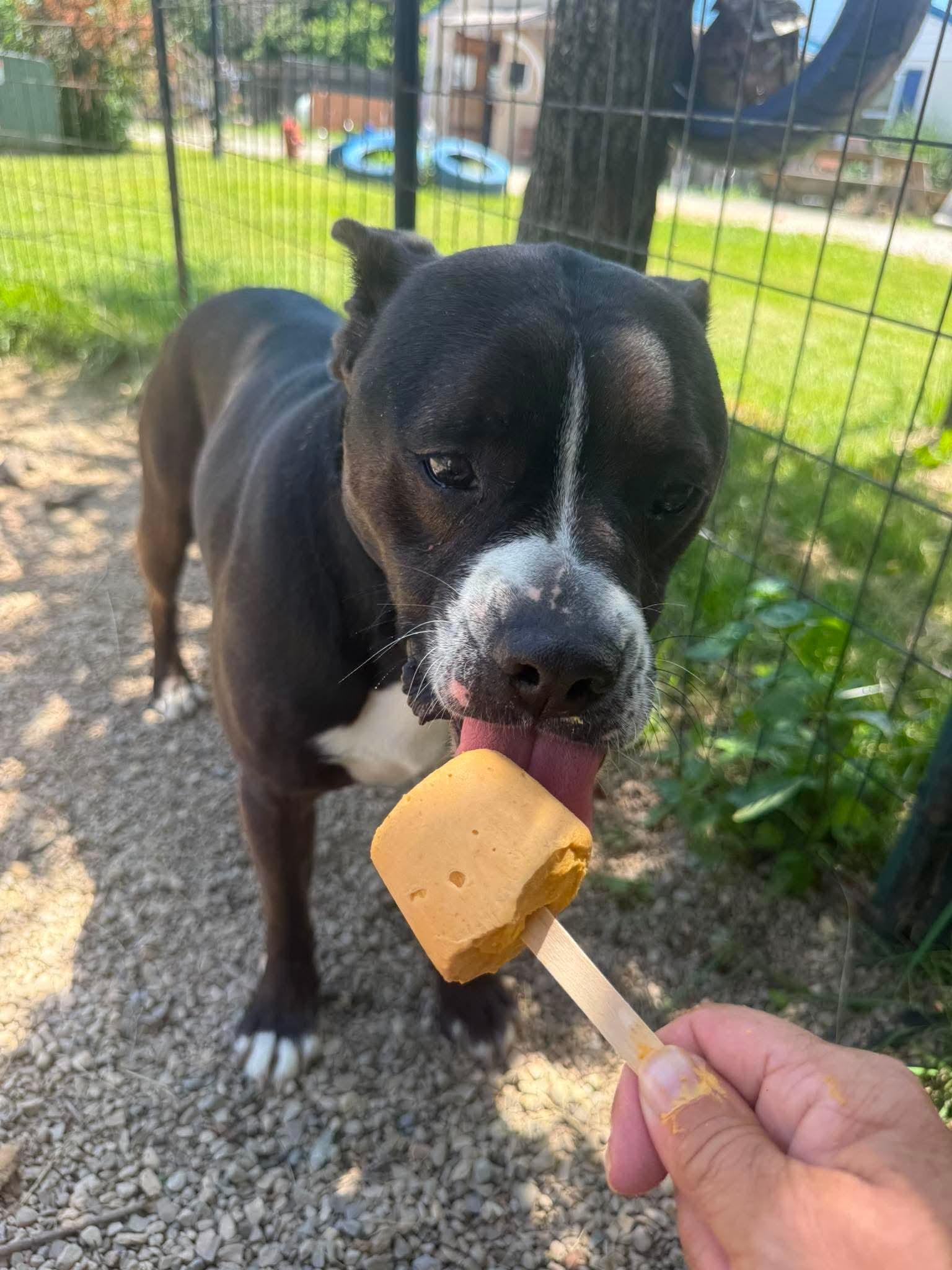 Axel, Adoptable, Adult Male Boston Terrier & Mixed Breed.