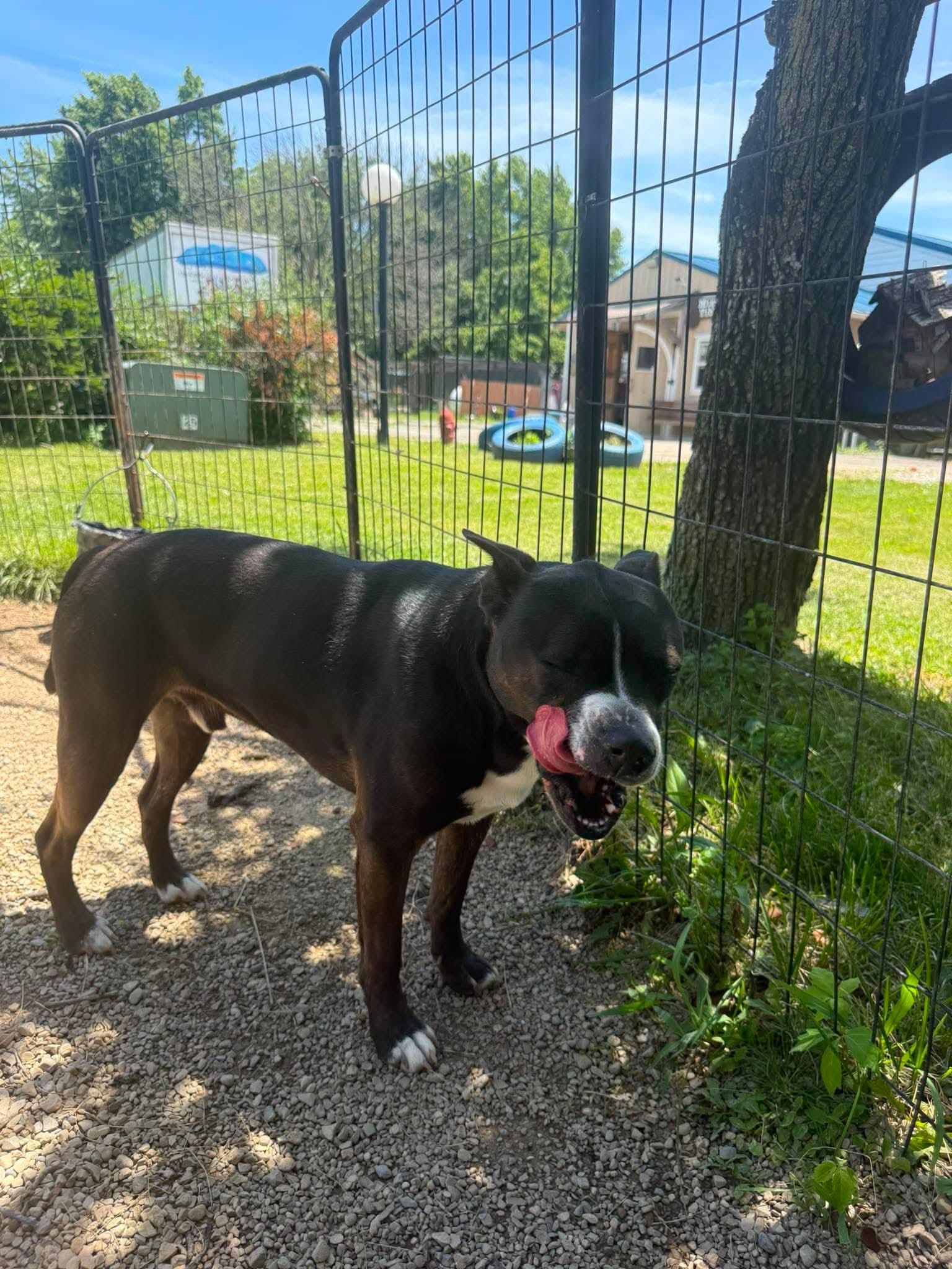 Axel, a Adoptable mixed breed in Plain City, OH image 2/6