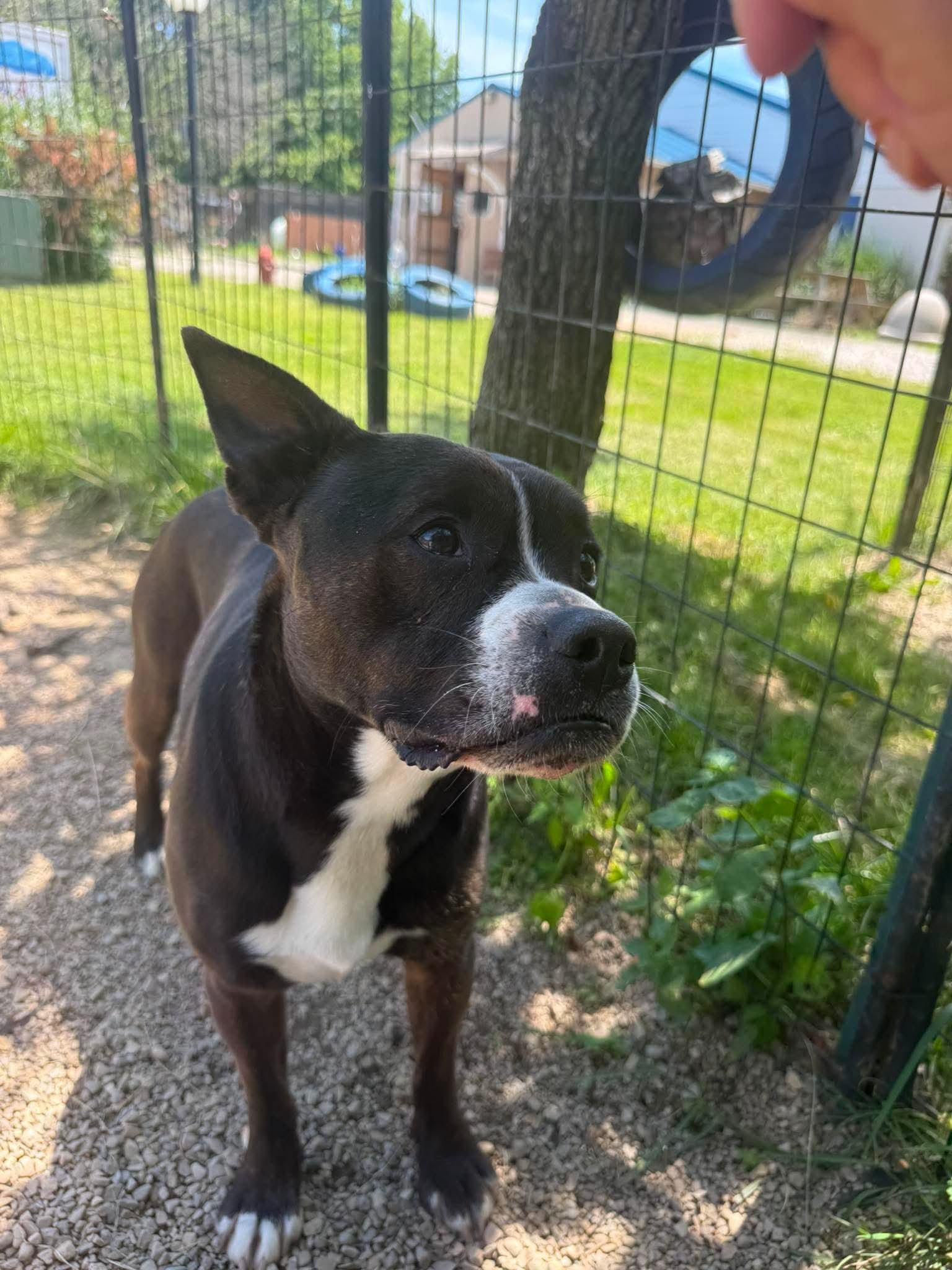 Axel, a Adoptable mixed breed in Plain City, OH image 3/6