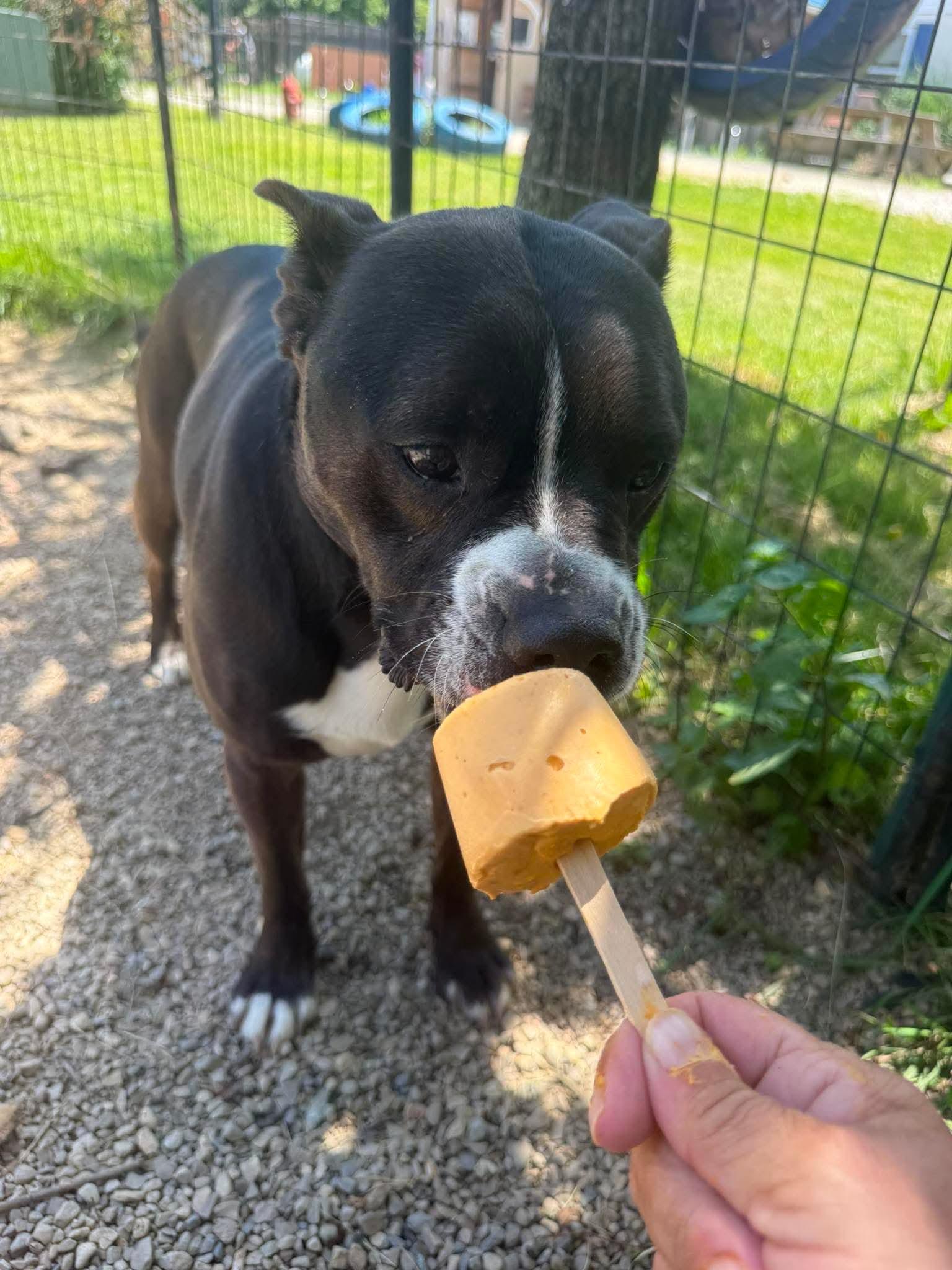 Axel, a Adoptable mixed breed in Plain City, OH image 4/6