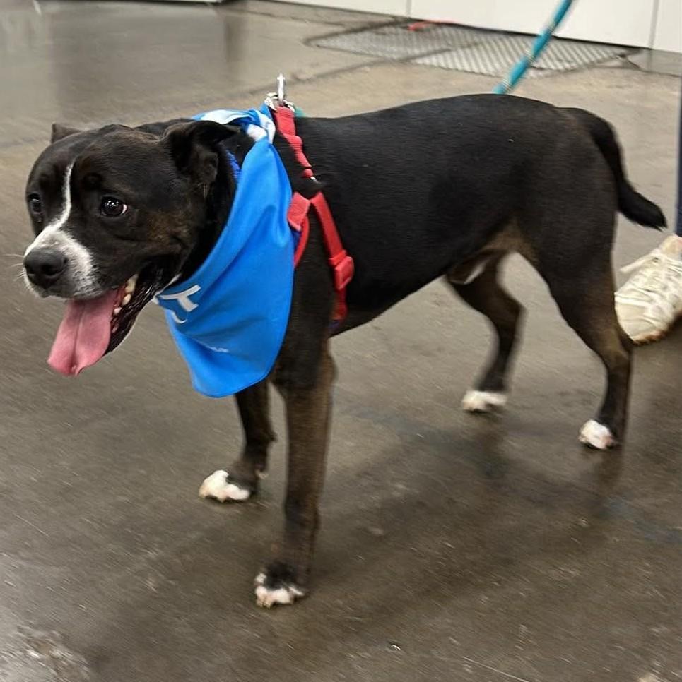 Axel, a Adoptable mixed breed in Plain City, OH image 5/6