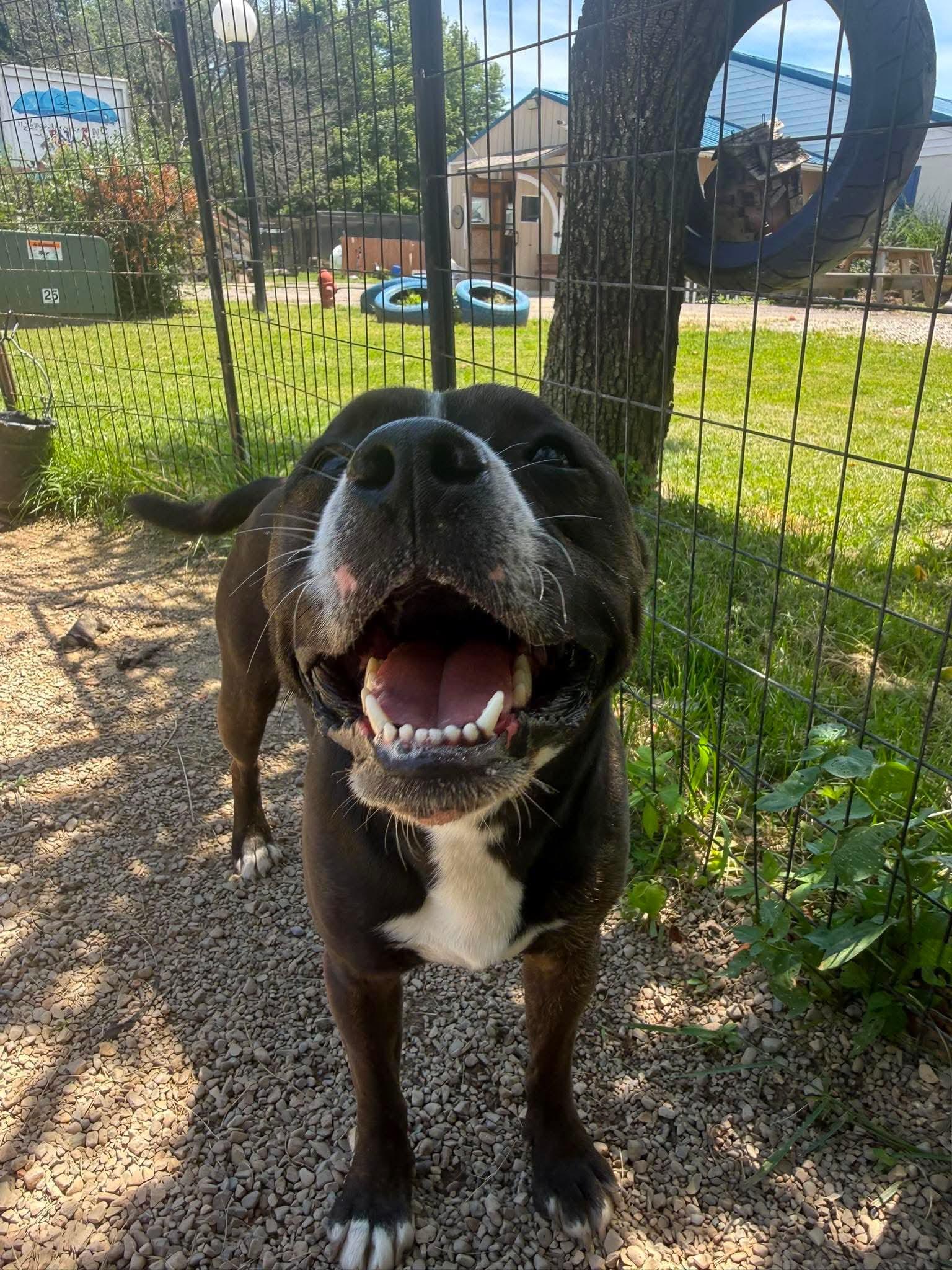 Axel, a Adoptable mixed breed in Plain City, OH image 6/6
