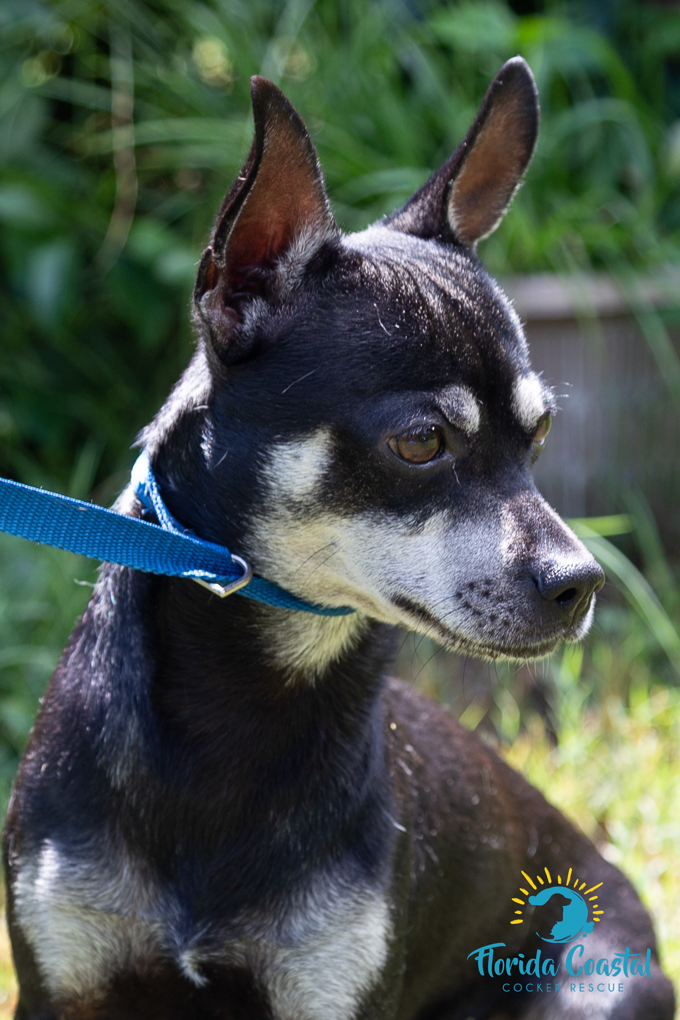 Bear, Adoptable, Adult Male Chihuahua.