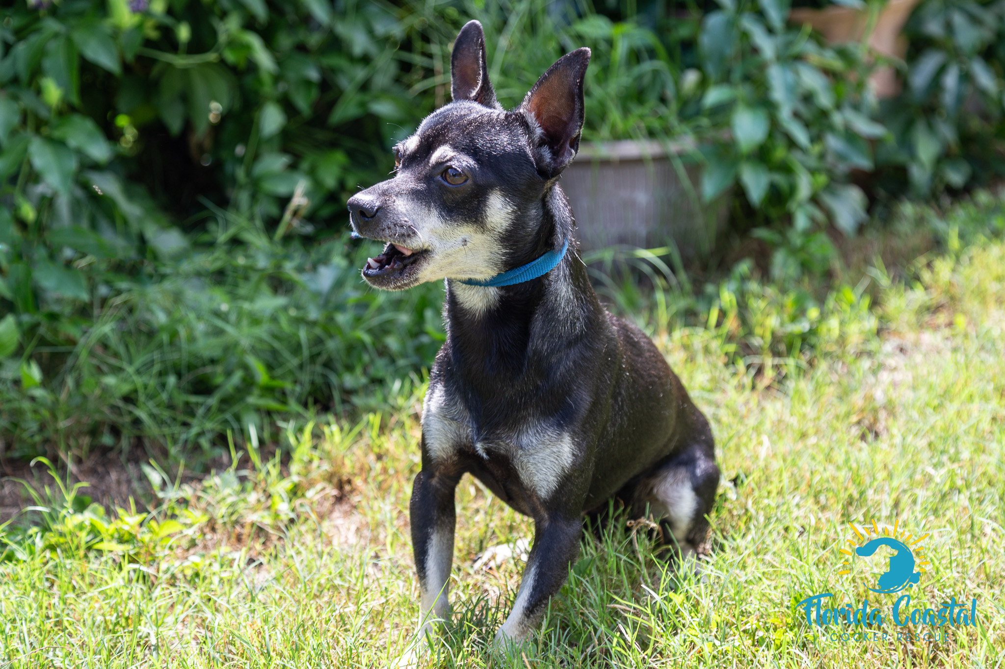 Enlarge Bear, a Adoptable Chihuahua in Cape Coral, FL image 2/12