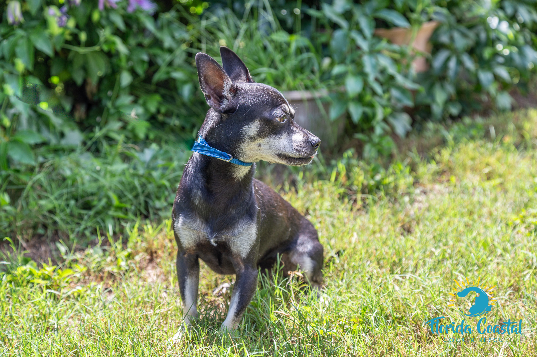 Enlarge Bear, a Adoptable Chihuahua in Cape Coral, FL image 3/12