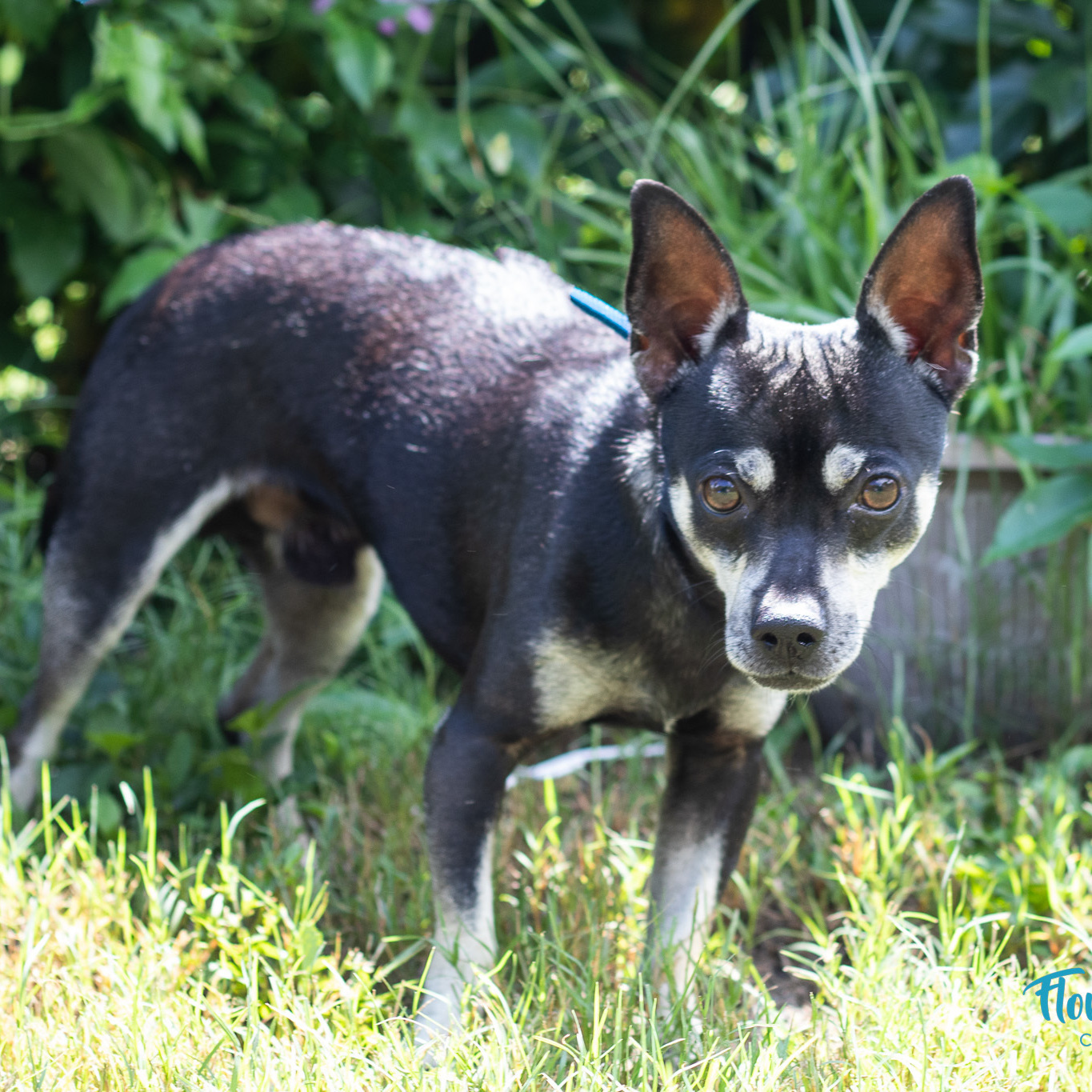 Bear, Adult Male Chihuahua