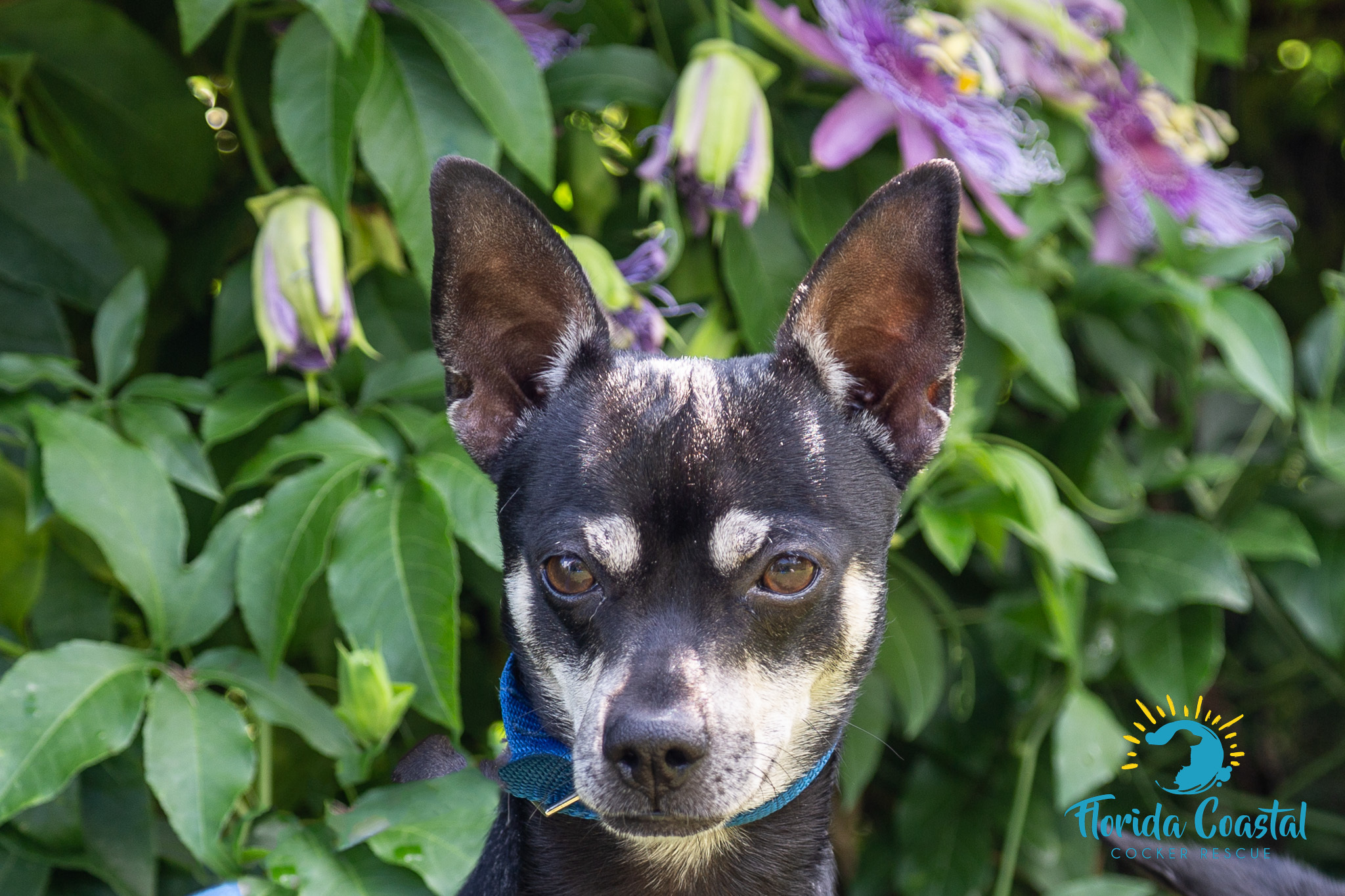 Enlarge Bear, a Adoptable Chihuahua in Cape Coral, FL image 5/12