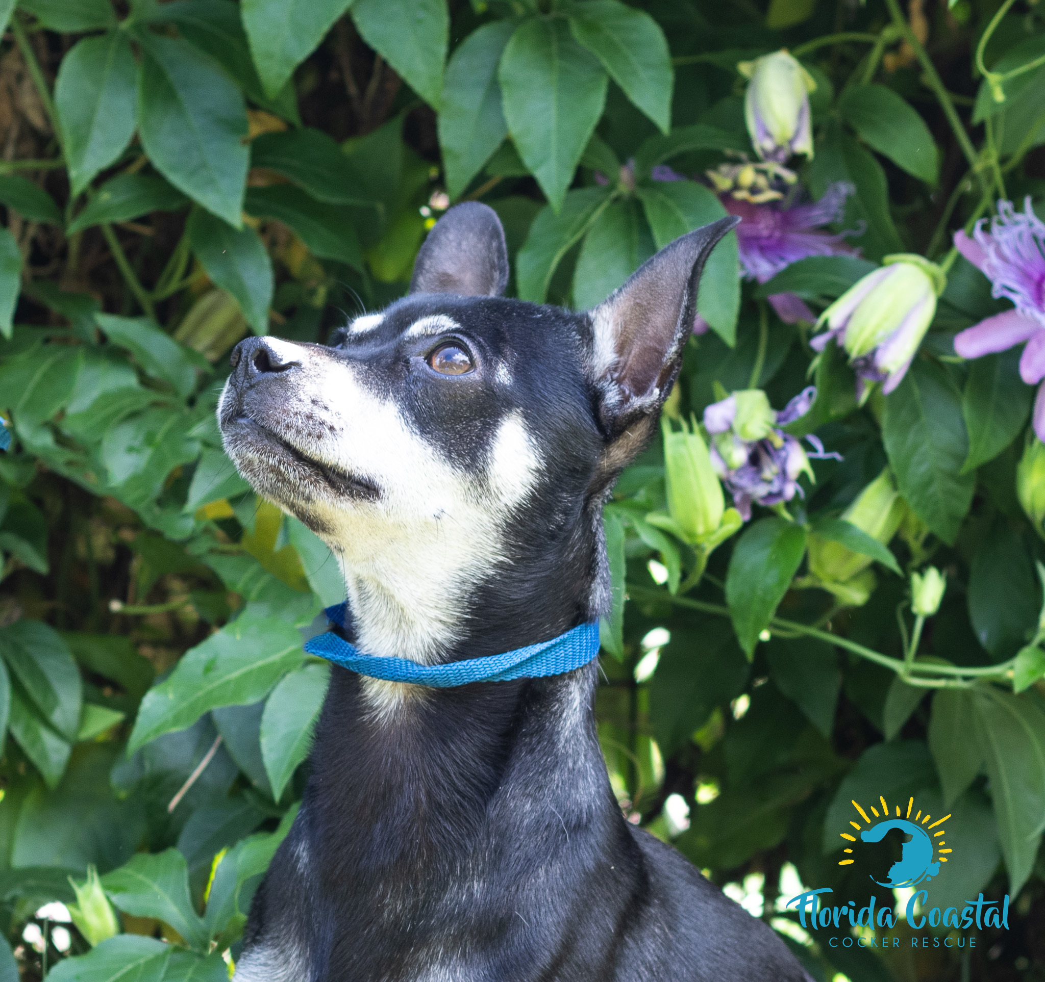 Enlarge Bear, a Adoptable Chihuahua in Cape Coral, FL image 6/12