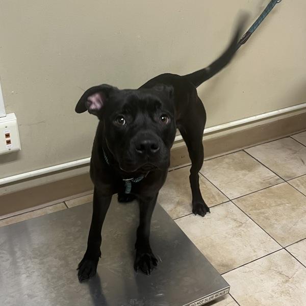 Enlarge Tiberius (mcas), a Adoptable mixed breed in Troutdale, OR image 1/1