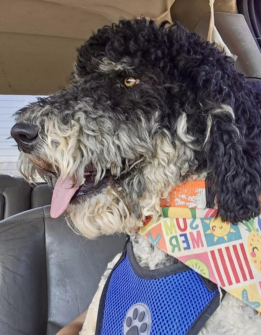 PoPing, a Adopted Standard Poodle in Pocatello, ID image 2/6