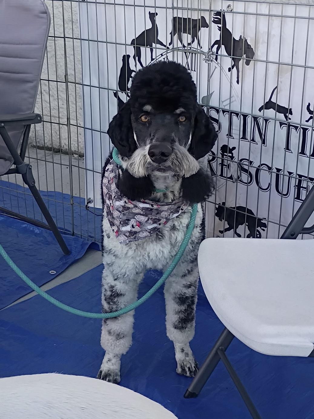 PoPing, a Adopted Standard Poodle in Pocatello, ID image 3/6