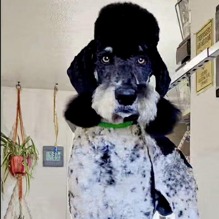 PoPing, a Adopted Standard Poodle in Pocatello, ID image 1/6