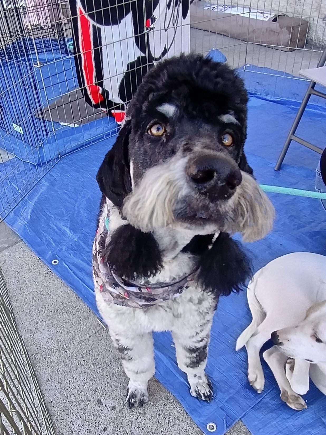 PoPing, a Adopted Standard Poodle in Pocatello, ID image 4/6