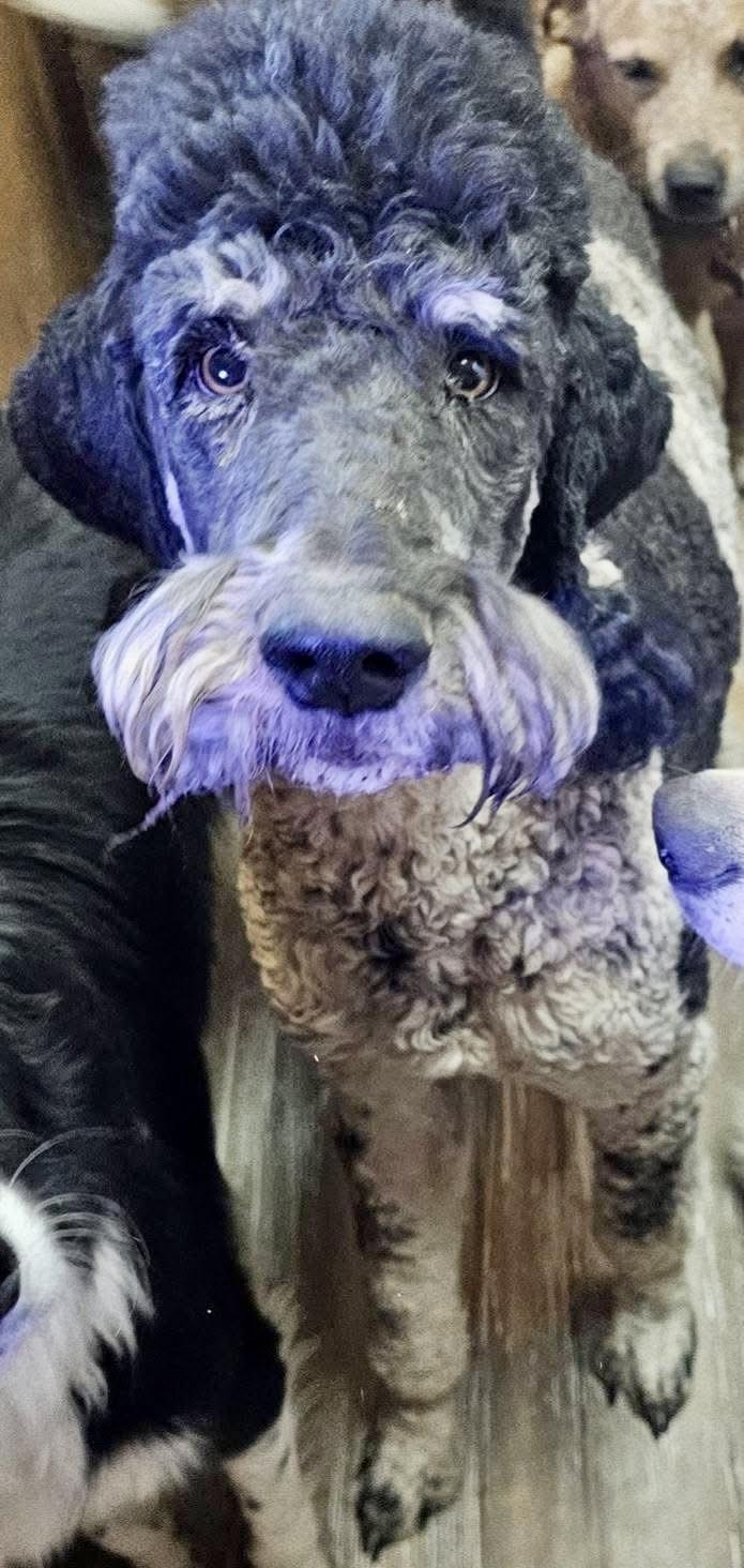PoPing, a Adopted Standard Poodle in Pocatello, ID image 5/6