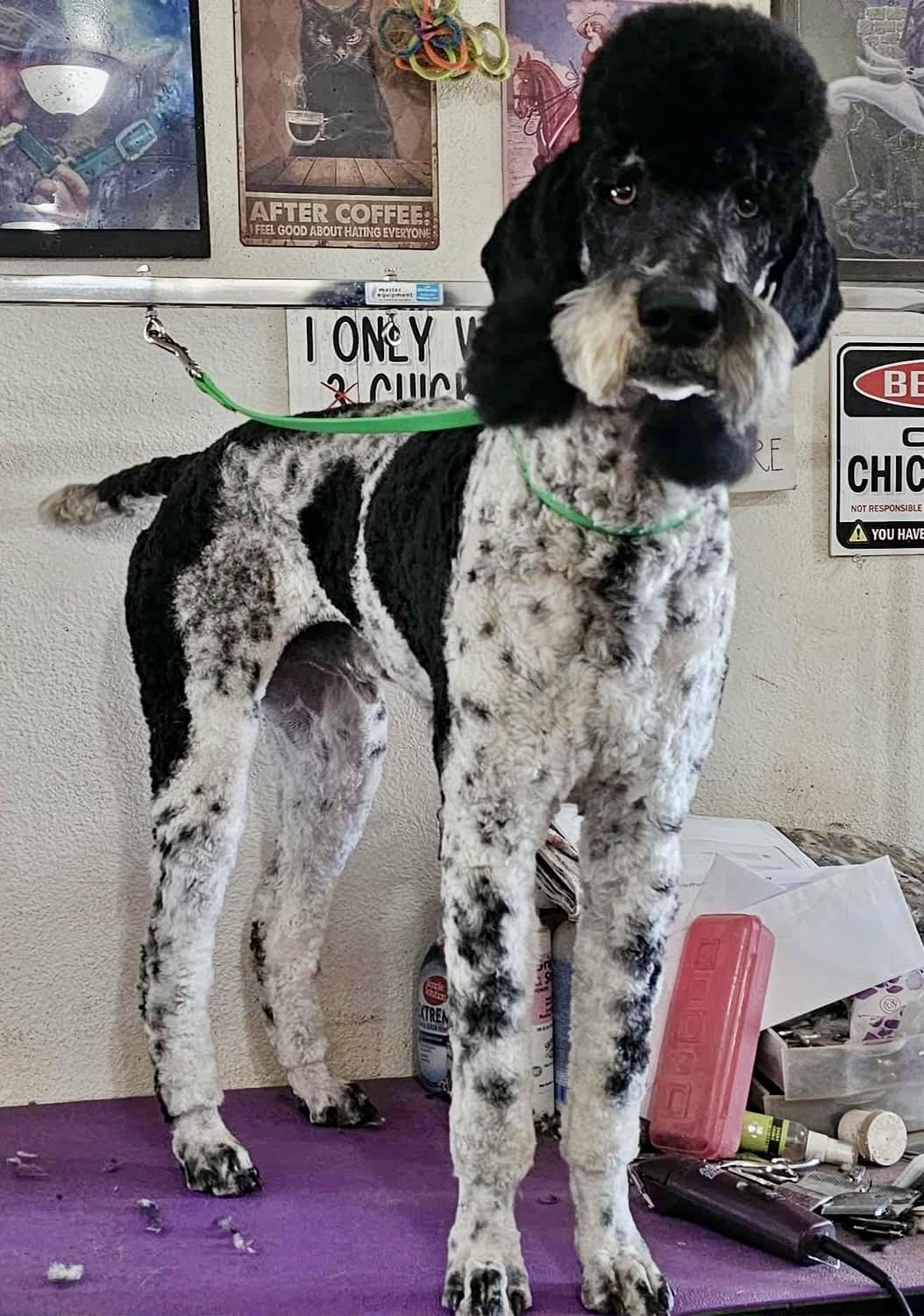 PoPing, a Adopted Standard Poodle in Pocatello, ID image 6/6