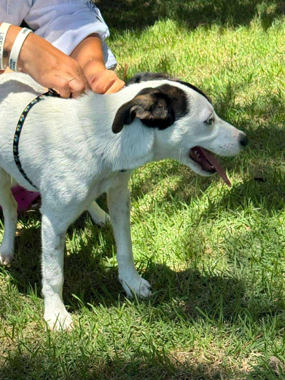 Fion, a Adopted mixed breed in Toronto, ON image 5/6