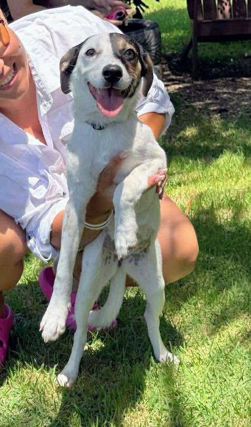 Fion, a Adopted mixed breed in Toronto, ON image 2/6