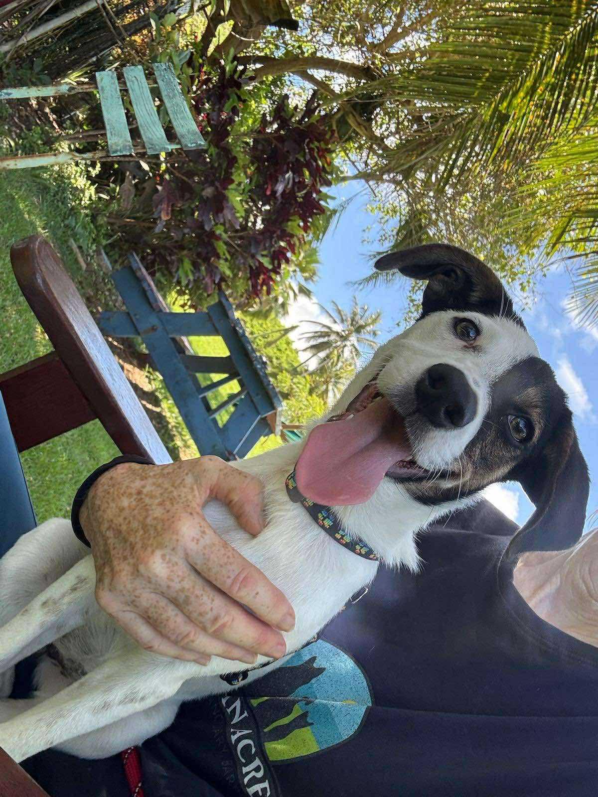 Fion, a Adopted mixed breed in Toronto, ON image 4/6