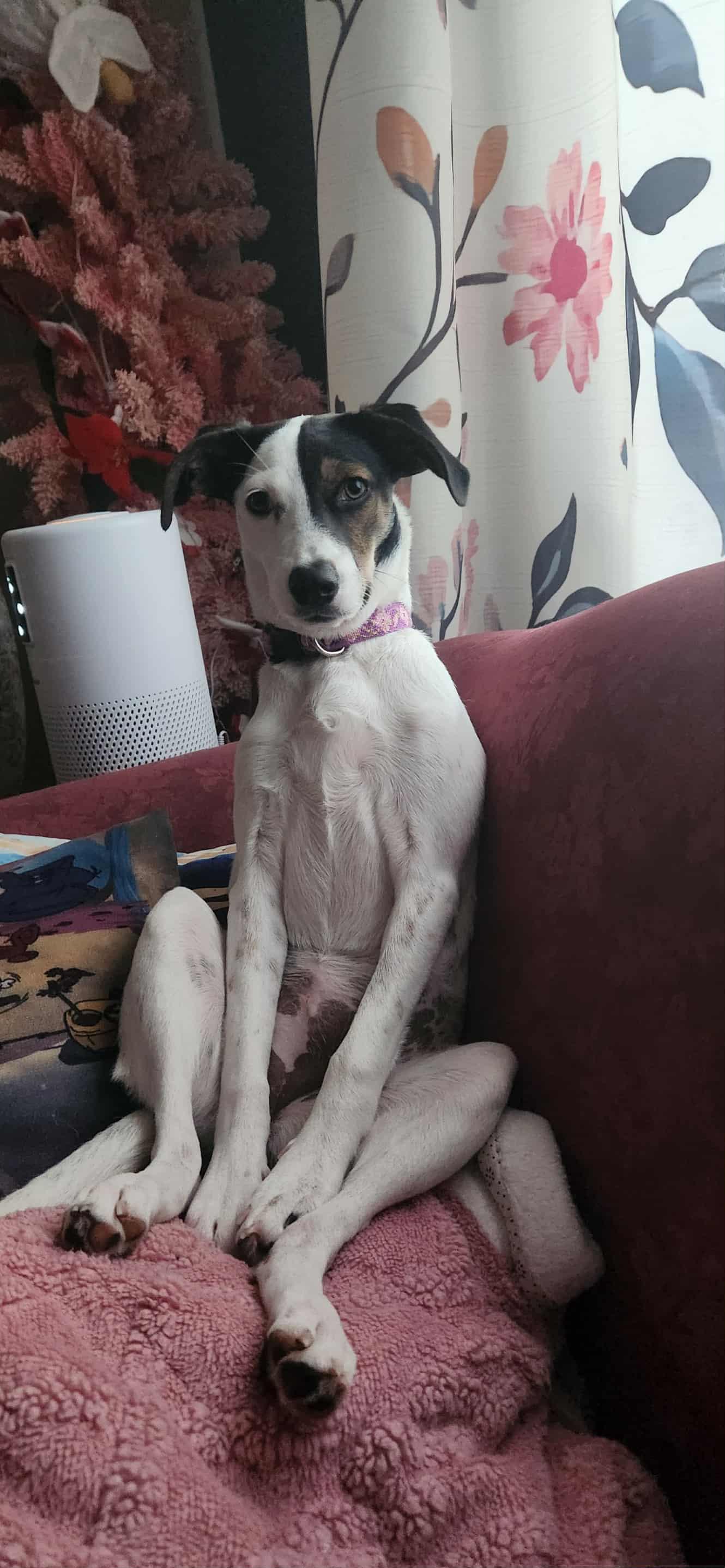 Fion, a Adopted mixed breed in Toronto, ON image 6/6